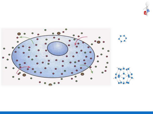 细胞的基本功能—细胞膜的物质转运功能(人体解剖生理学)
