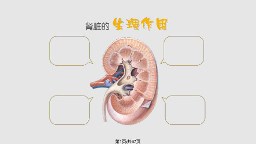 慢性肾脏病营养治疗PPT课件