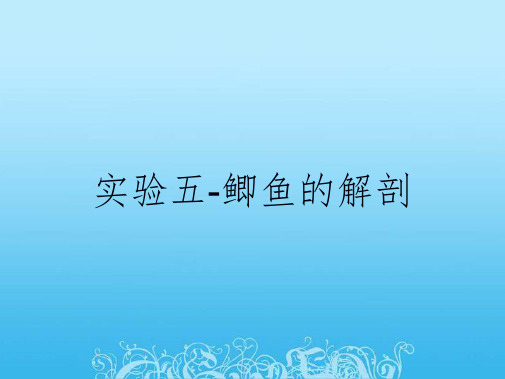 实验五-鲫鱼的解剖