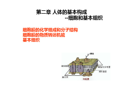 人体解剖课件第二章人体的基本组织第一节细胞