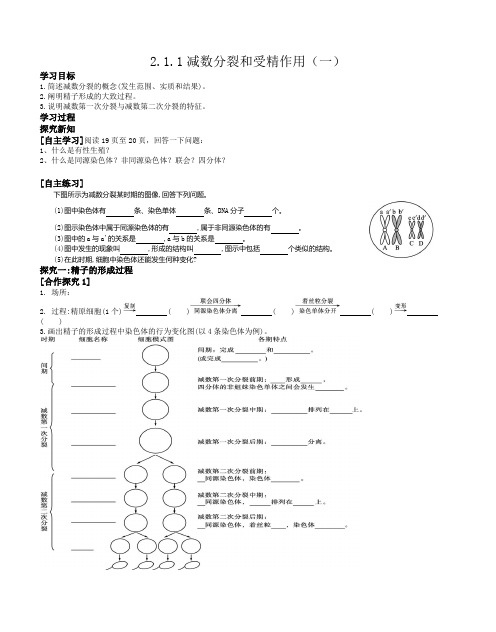 减数分裂和受精作用学案