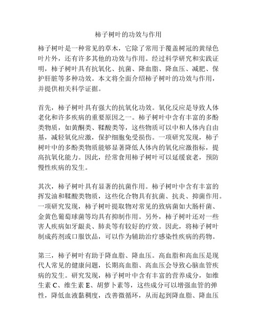 柿子树叶的功效与作用