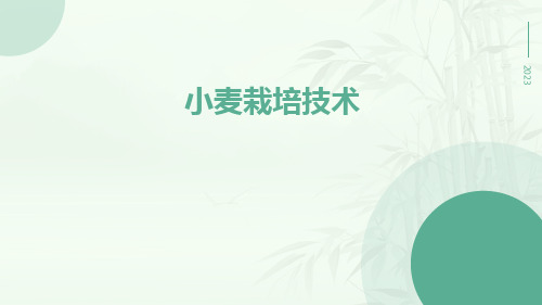 小麦栽培技术