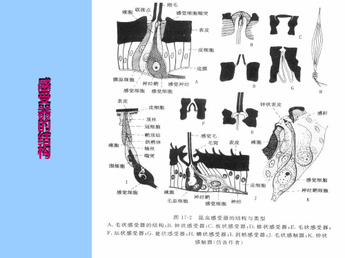 第二十六章昆虫的感觉器官与信息素