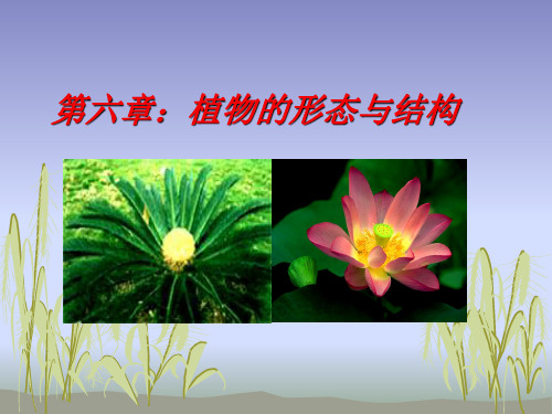 普通生物学：第六章 植物的形态与结构