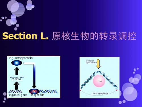 L 原核生物的转录调控