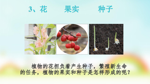 四年级下 花 果实和种子教科版实用PPT (共20张PPT)