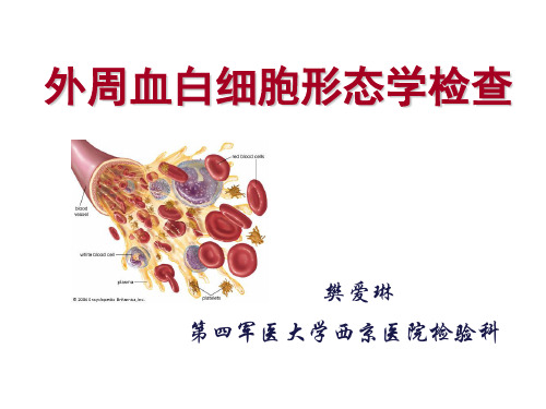 外周血白细胞形态学检测11.29