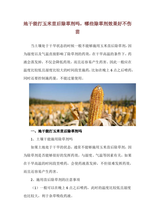 地干能打玉米苗后除草剂吗,哪些除草剂效果好不伤苗