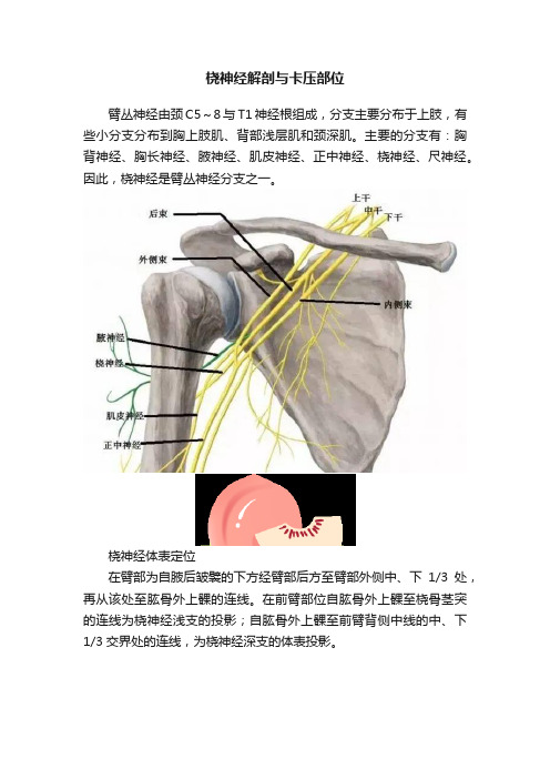 桡神经解剖与卡压部位