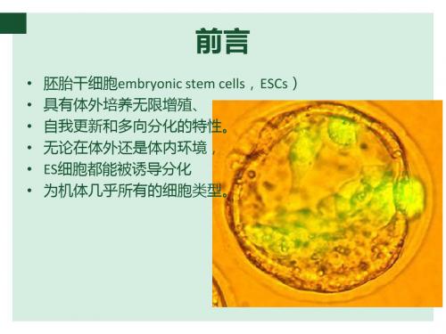 IPS细胞简介