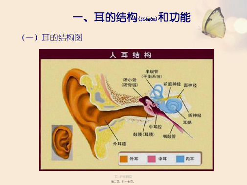 耳-听觉器官课件