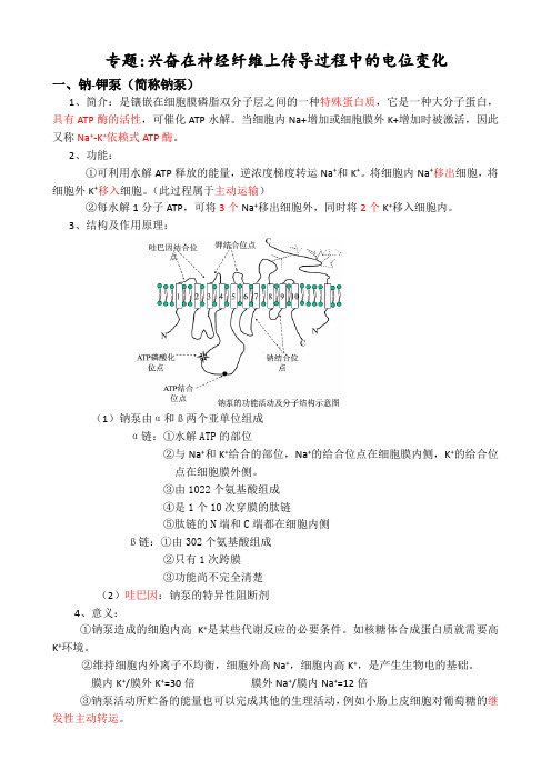 专题兴奋在神经纤维上传导过程中的电位变化