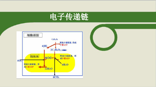 电子传递链