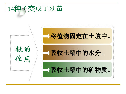 14种子变成了幼苗