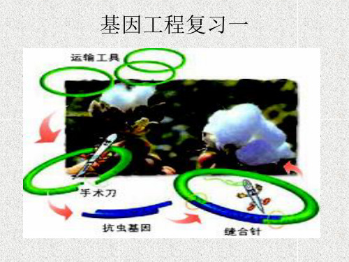 选修三1.1基因工程第一轮复习1