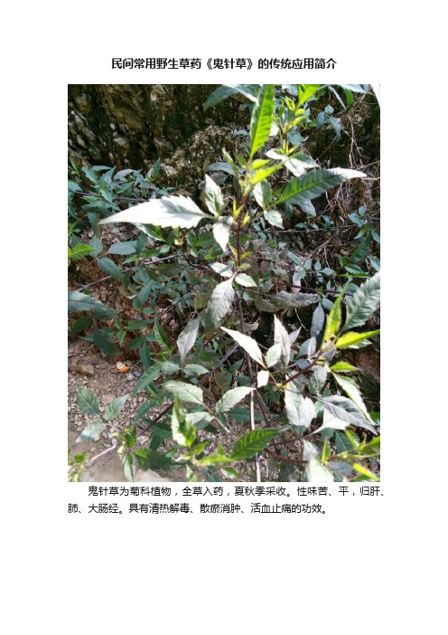 民间常用野生草药《鬼针草》的传统应用简介