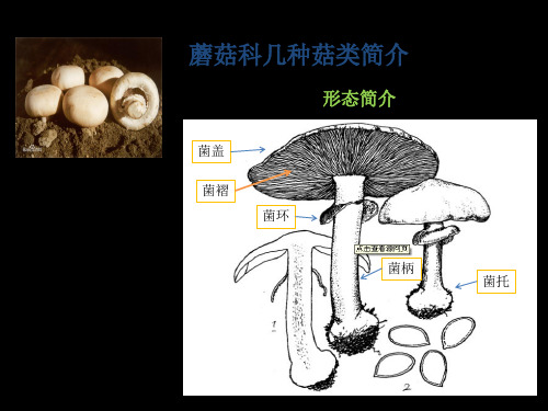 蘑菇科几种菇类简介 ppt课件