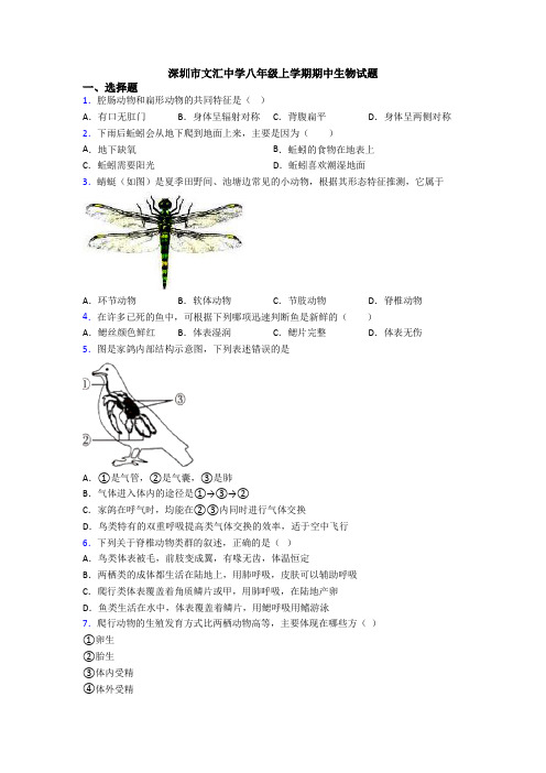 深圳市文汇中学八年级上学期期中生物试题