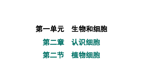 2024年人教版七年级生物上册 第二章 第二节 植物细胞 (训练课件)