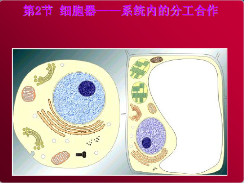 细胞器系统的分工与合作PPT精品课件