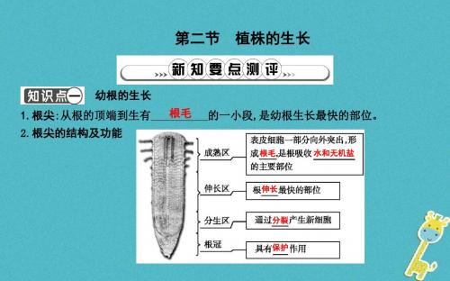 2018年七年级生物上册3.2.2植株的生长复习课件(新版)新人教版