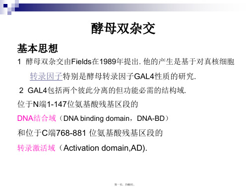 酵母双杂交