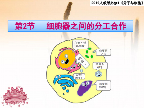 2020-2021学年新教材人教版(2019)高中生物必修一课件:3.2 细胞器之间的分工合作