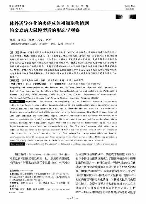 体外诱导分化的多能成体祖细胞移植到帕金森病大鼠模型后的形态学观察