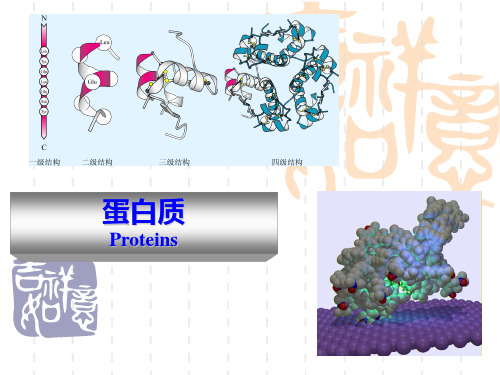 蛋白质和脂类课件