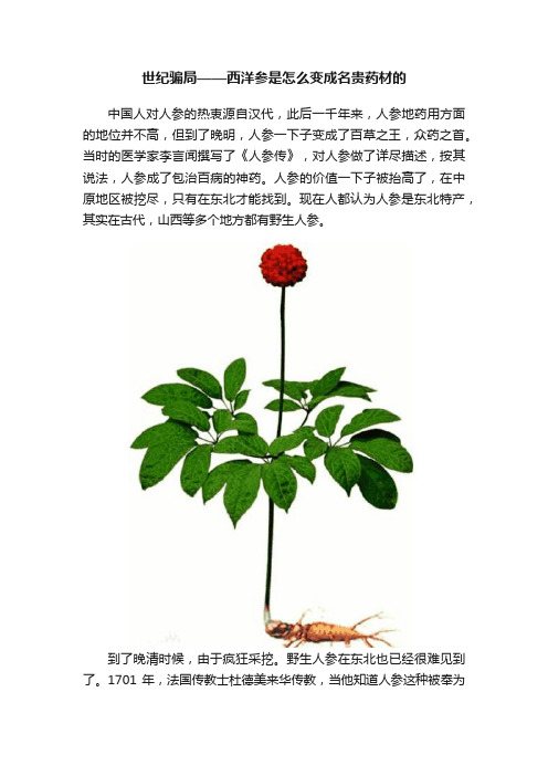 世纪骗局——西洋参是怎么变成名贵药材的