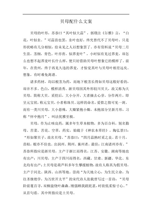 贝母配什么文案