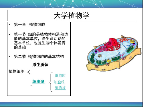 大学植物学第一章总结ppt课件