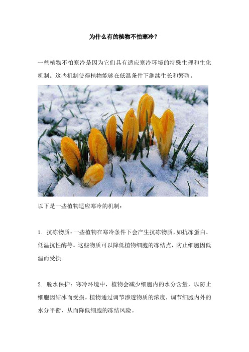 为什么有的植物不怕寒冷