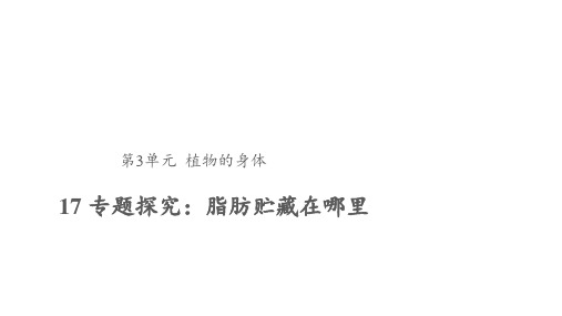 粤教粤科版小学科学三年级下册科学17 专题探究：脂肪贮藏在哪里 课件1