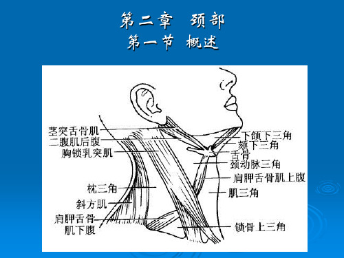 局部解剖学-颈部