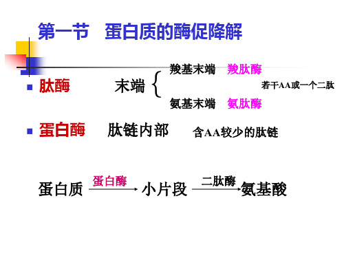 氨基酸的降解和转化