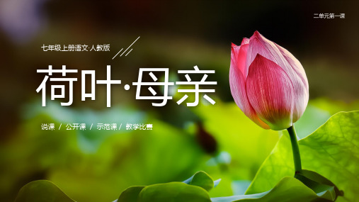 初中语文人教版七年级上册第二单元《荷叶-母亲》教育教学课件