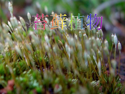 苔藓植物门