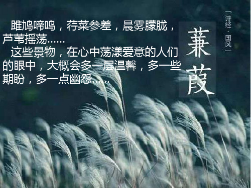 蒹葭