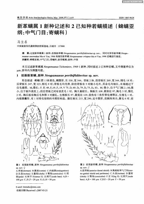 新革螨属1新种记述和2已知种若螨描述(蜱螨亚纲：中气门目：寄螨科)