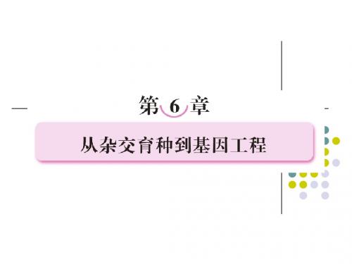 必修二第六章  从杂交育种到基因工程