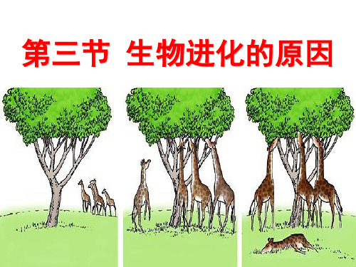 生物进化的原因ppt