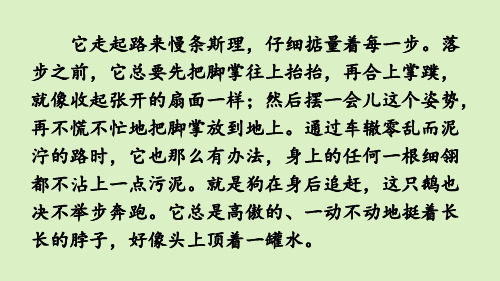 【精品教学课件】四年级下册语文课件 链接3：白公鹅新课标改编版_1-3