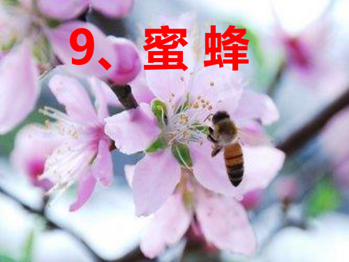 冀教版三年级语文下册《二单元 9. 蜜蜂》公开课课件_26