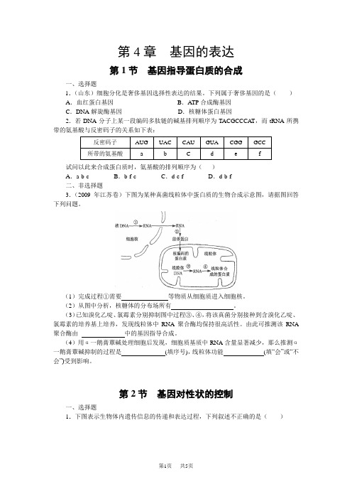 高中生物第4章基因的表达 第1节基因指导蛋白质的合成