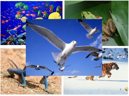 人教版八年级生物上册第五单元第二章第一节动物的运动课件(共17张PPT)