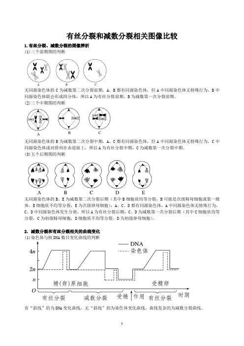 有丝分裂和减数分裂相关图像比较