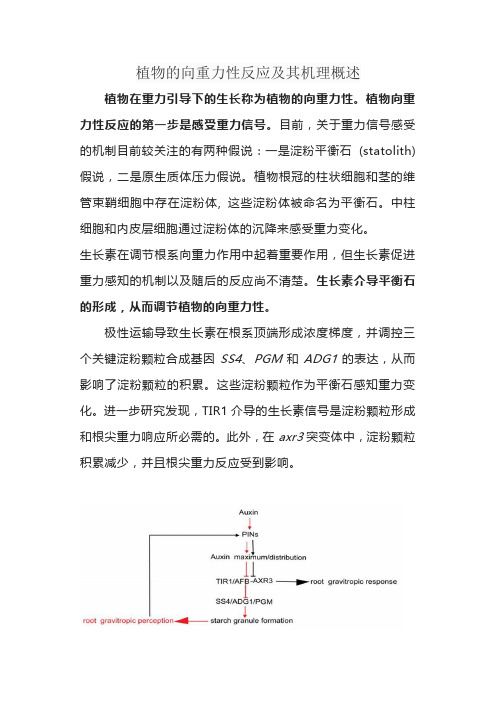 植物的向重力性反应及其机理概述