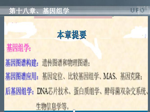 基因组学与后基因组学ppt课件